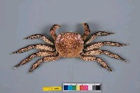 藏品(臺灣扁絨螯蟹)的圖片